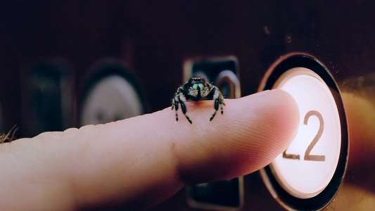 A Real Bug's Life - Backdrops