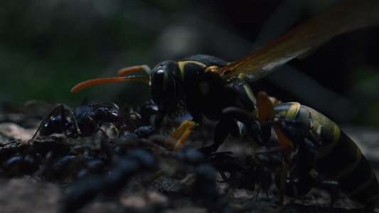 Wolf Man - Backdrops