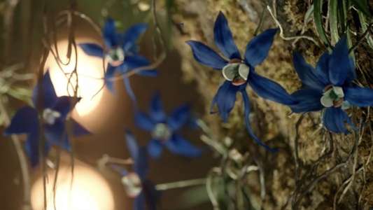 Little Women - Backdrops