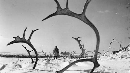 The White Reindeer - Backdrops