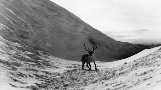 The White Reindeer - Backdrops