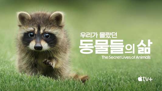 The Secret Lives of Animals - Backdrops