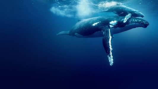 Ocean with David Attenborough - Backdrops