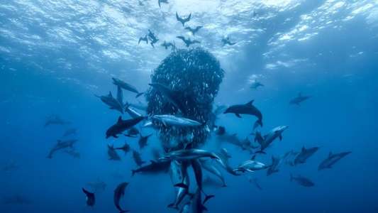 Ocean with David Attenborough - Backdrops