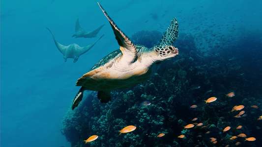 Ocean with David Attenborough - Backdrops