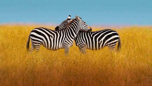 The Mating Game - Backdrops