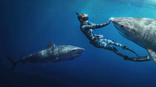 Shark Whisperer - Backdrops