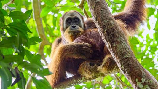 Secret Lives of Orangutans - Backdrops
