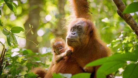 Secret Lives of Orangutans - Backdrops