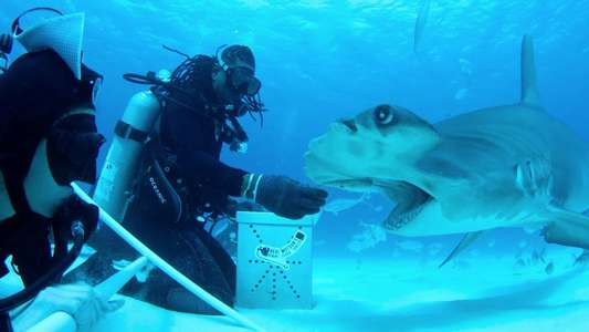 All the Sharks - Backdrops