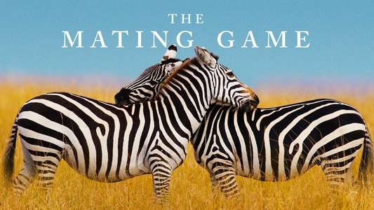 The Mating Game - Backdrops