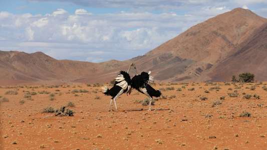 The Mating Game - Backdrops