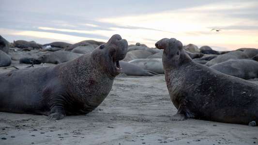 The Mating Game - Backdrops