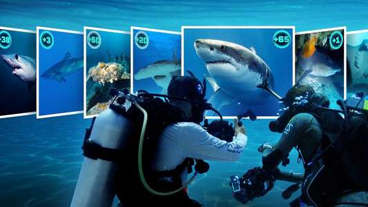 All the Sharks - Backdrops