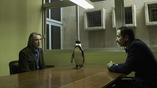 The Penguin Lessons - Backdrops