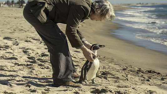 The Penguin Lessons - Backdrops