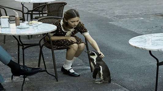 The Penguin Lessons - Backdrops