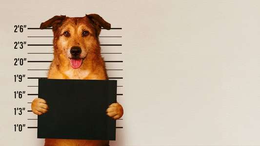 Dog on Trial - Backdrops