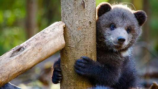 Grizzly Bear Cubs and Me - Backdrops
