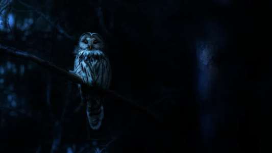 Nightmares of Nature - Backdrops