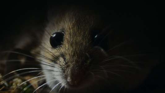 Nightmares of Nature - Backdrops