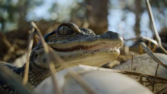 Nightmares of Nature - Backdrops