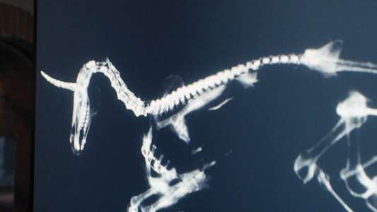 Death of a Unicorn - Backdrops