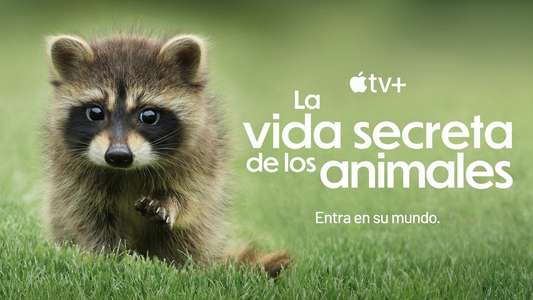 The Secret Lives of Animals - Backdrops