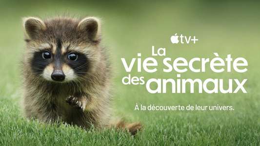 The Secret Lives of Animals - Backdrops