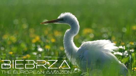 Biebrza: The European Amazon - Backdrops