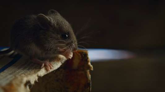 Nightmares of Nature - Backdrops