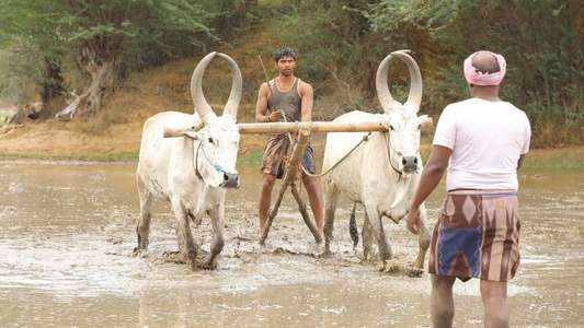 Bison Kaalamaadan - Backdrops