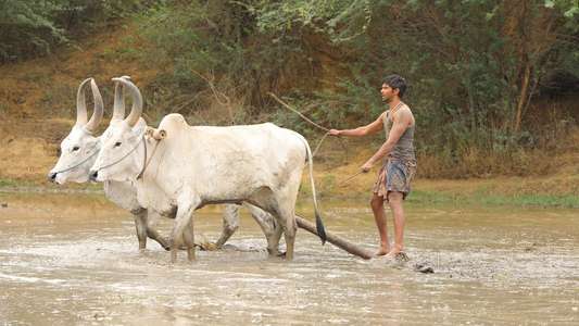 Bison Kaalamaadan - Backdrops