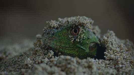 Nightmares of Nature - Backdrops