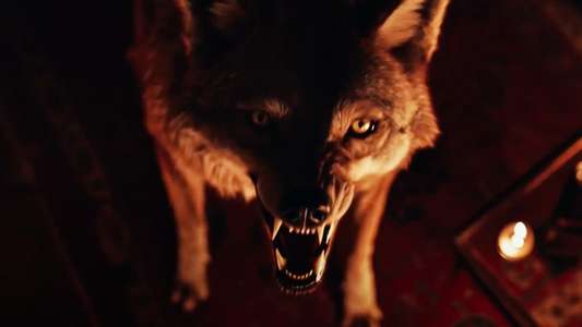 Coyotes - Backdrops