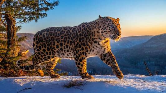 Frozen Planet II - Backdrops