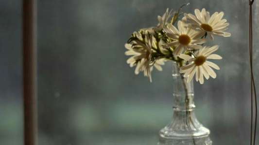 Looking for Alaska - Backdrops