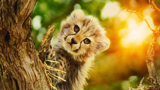 Born to Be Wild - Backdrops