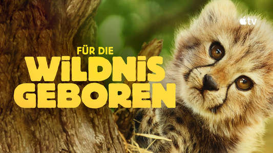 Born to Be Wild - Backdrops