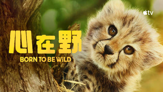 Born to Be Wild - Backdrops