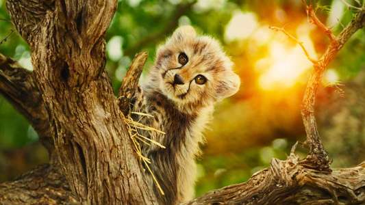 Born to Be Wild - Backdrops