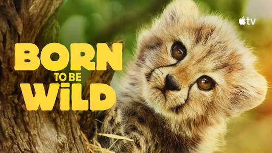 Born to Be Wild - Backdrops