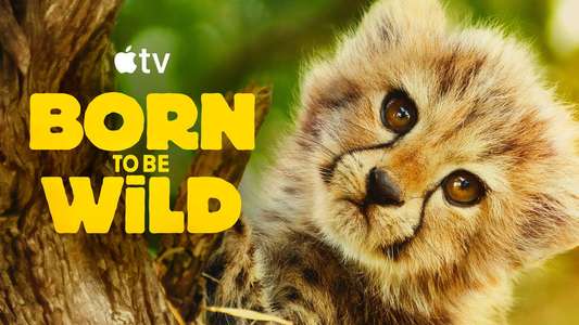 Born to Be Wild - Backdrops