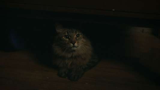 Caught Stealing - Backdrops