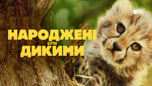 Born to Be Wild - Backdrops