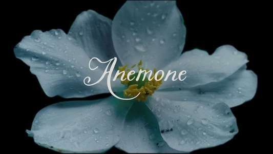 Anemone - Backdrops