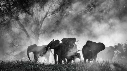 Ghost Elephants - Backdrops