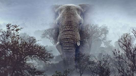 Ghost Elephants - Backdrops