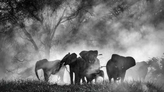 Ghost Elephants - Backdrops