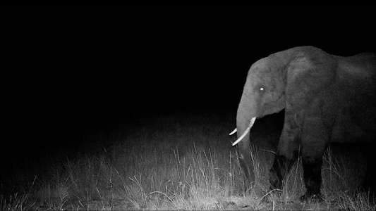 Ghost Elephants - Backdrops